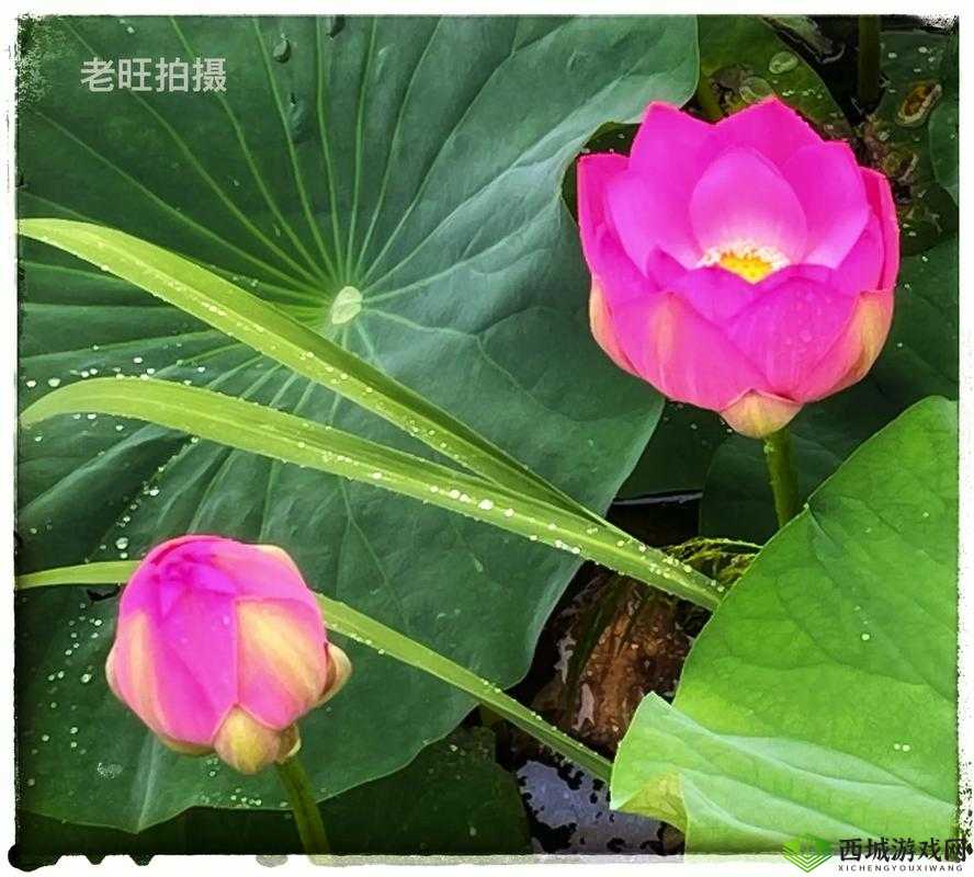 她开始慢迎迎合老旺的英文怎么说:解析与探讨